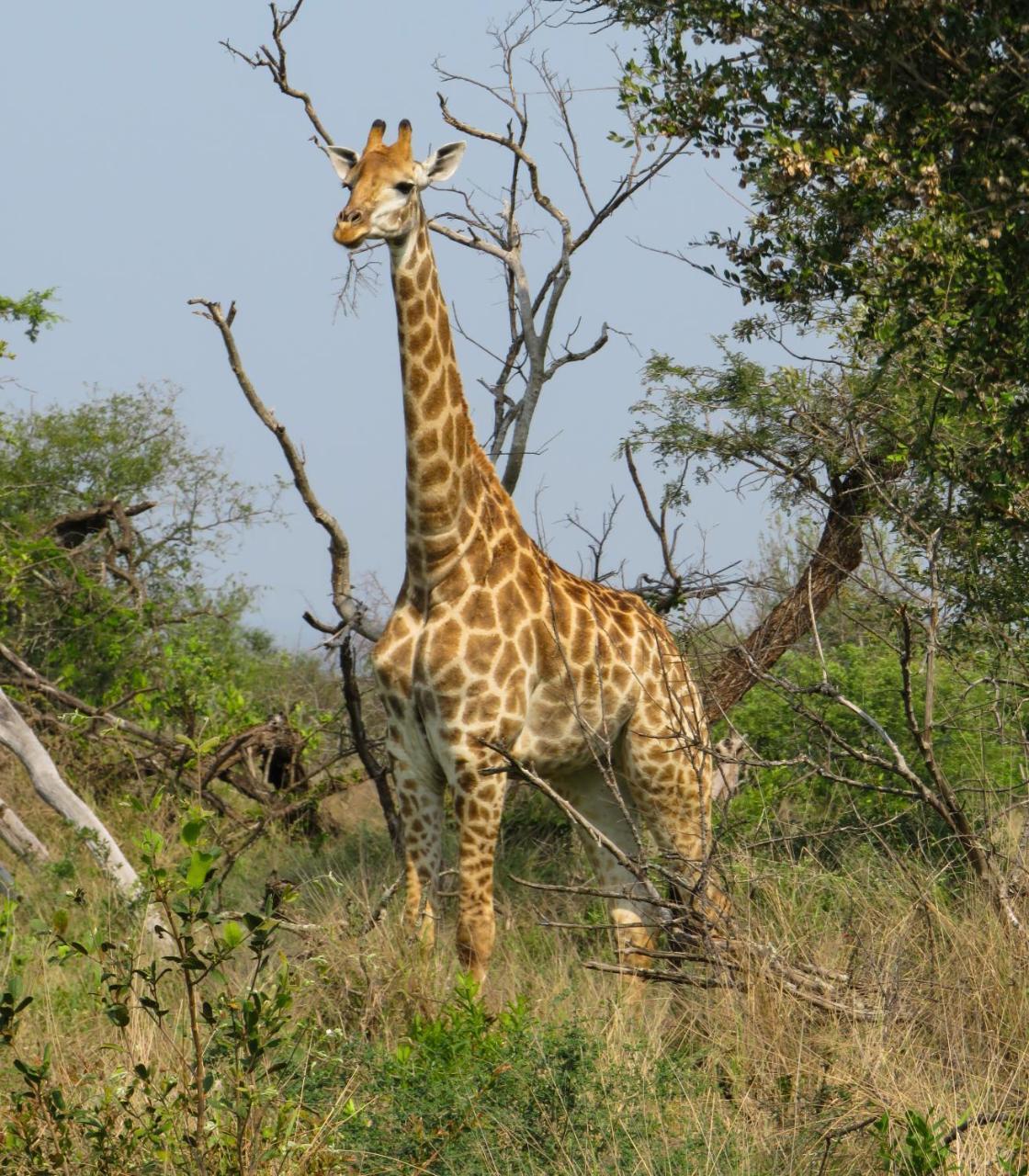 Umkhumbi Lodge Хлухлуве Экстерьер фото